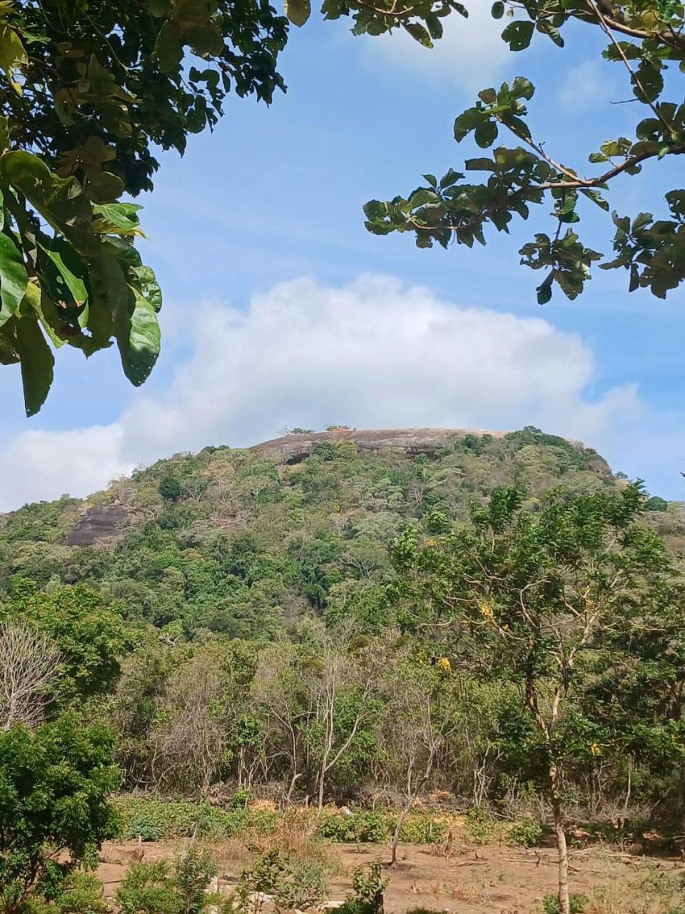 Apartamento Pidurangala View Treehouse Sigiriya Exterior foto